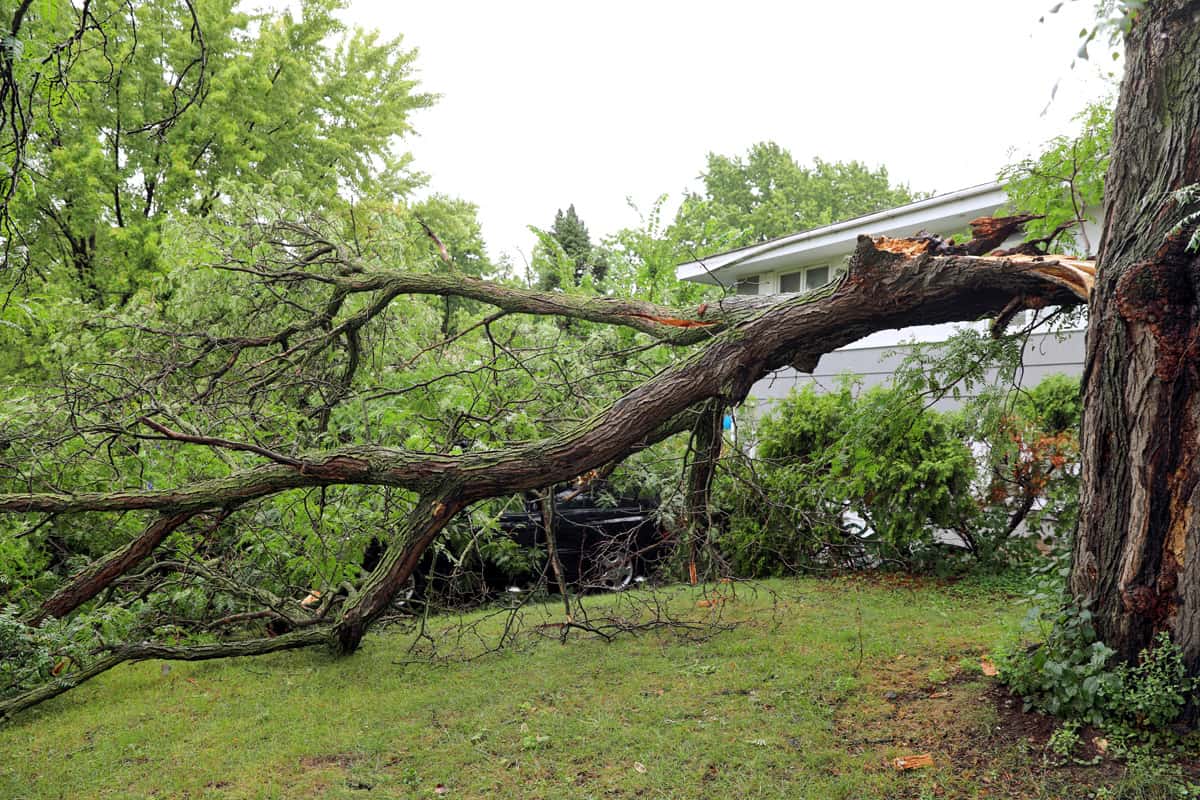 A tree fallen over due to strong storm