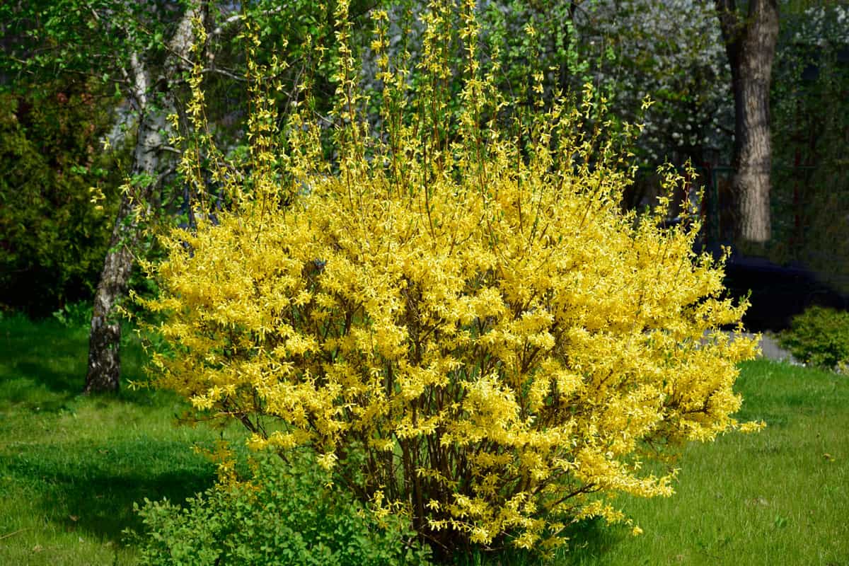 A well maintained yellow Forsythia in the backyard garden