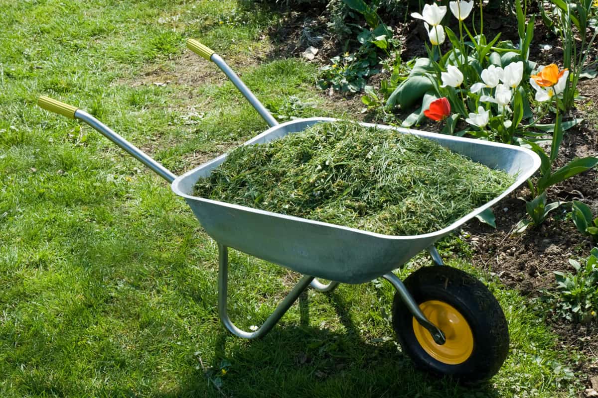 A wheel barrow filled with grass clipping