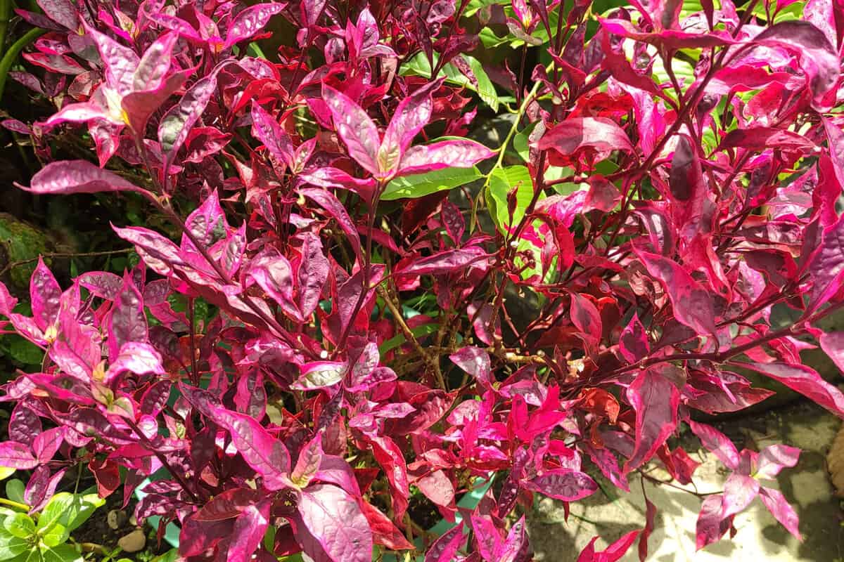 Alternanthera dentata, known as little ruby and ruby leaf alternanthera, is a fast-growing ornamental groundcover plant in the amaranth family which was first described by Conrad Moench, and got it