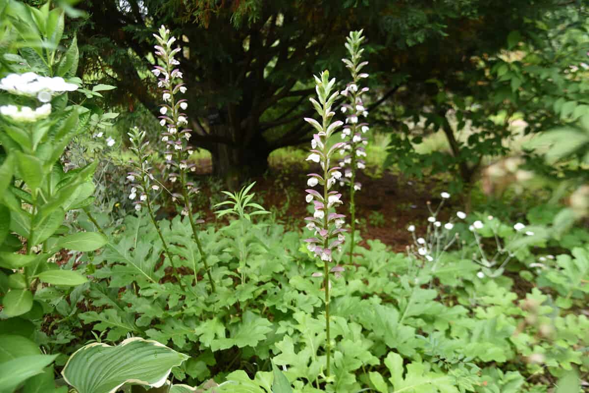 Acanthus molliis flowers. Acanthaceae evergreen perennial plants.