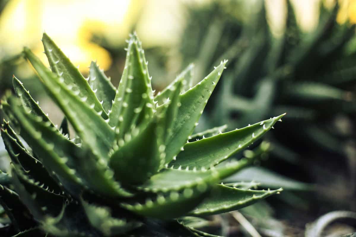 Aloe vera plant close-up