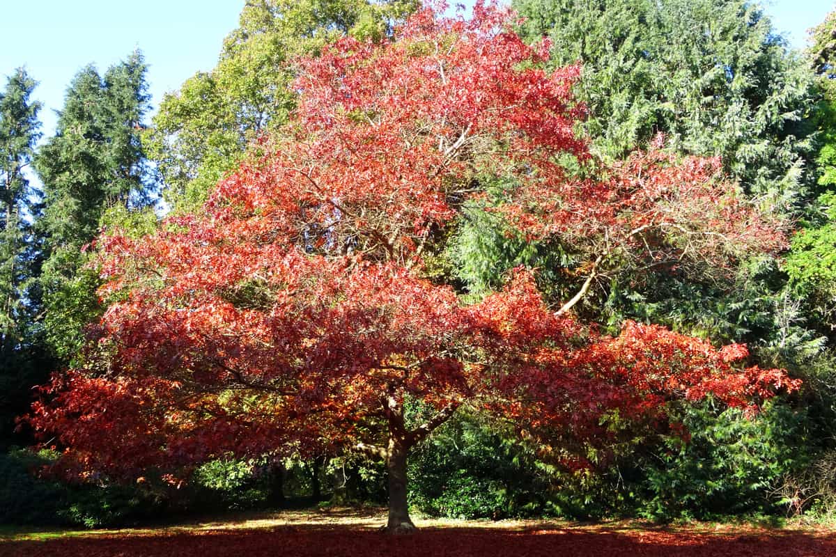 American red oak tree image, fall / autumn leaves (Quercus rubra)