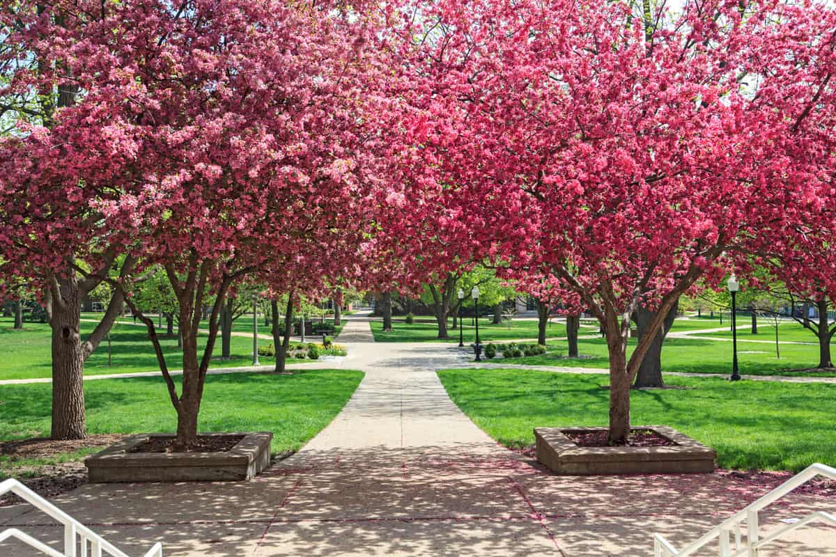 An extremely clean park filled with trees and redbud trees