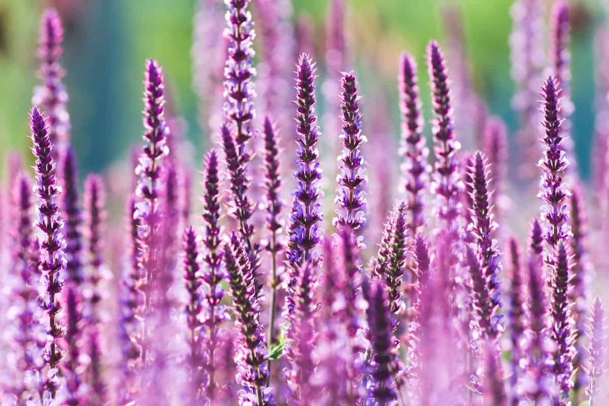 An off focus photo of Perennial Sage blooming at the garden