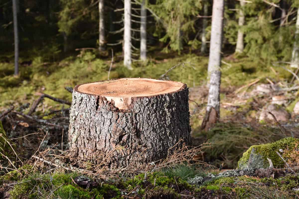 An old tree stump