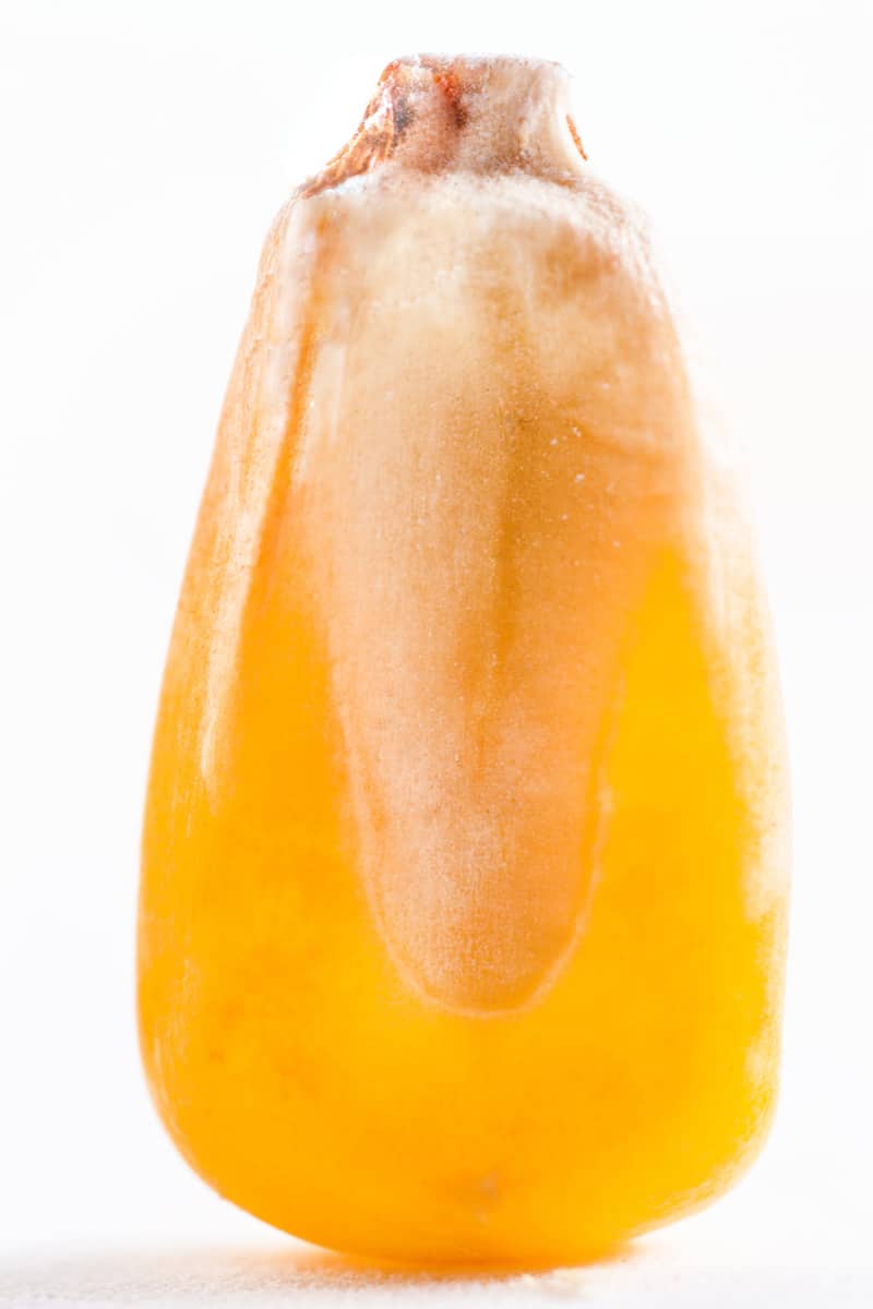 An up close photo of a small corn kernel