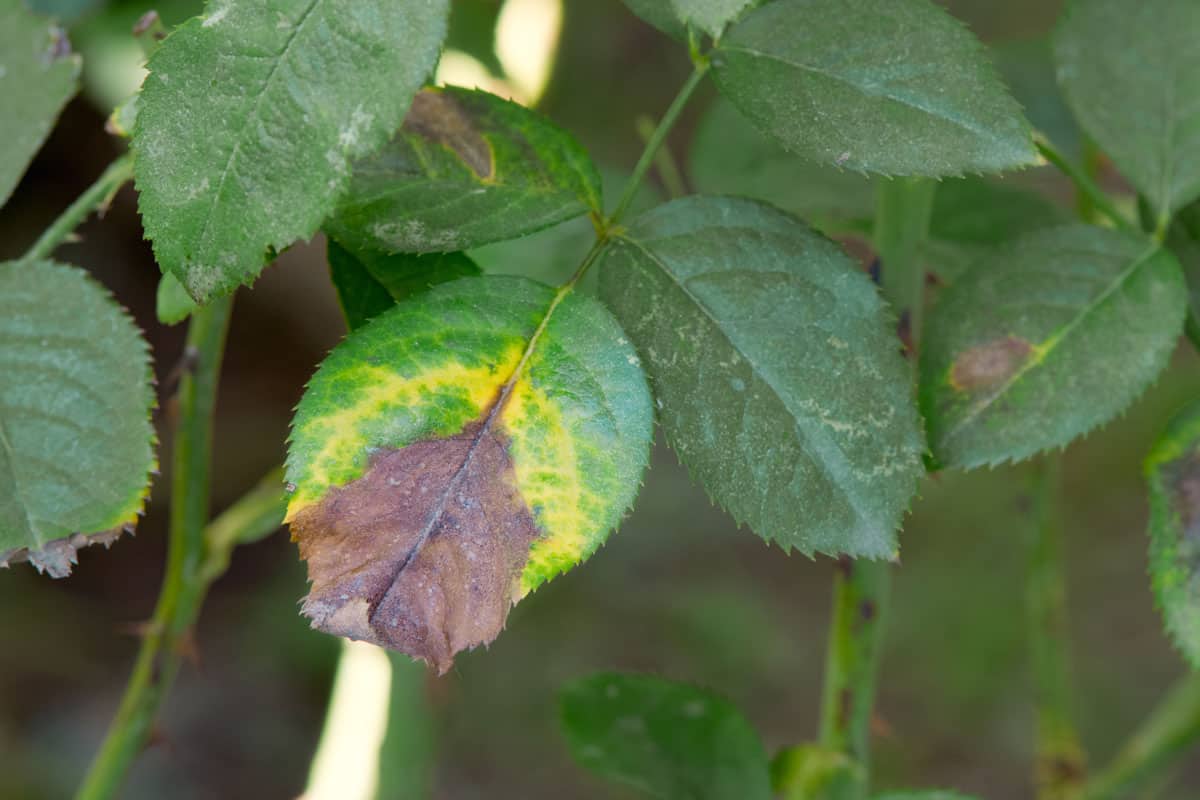Anthracnose disease on the rose leaf