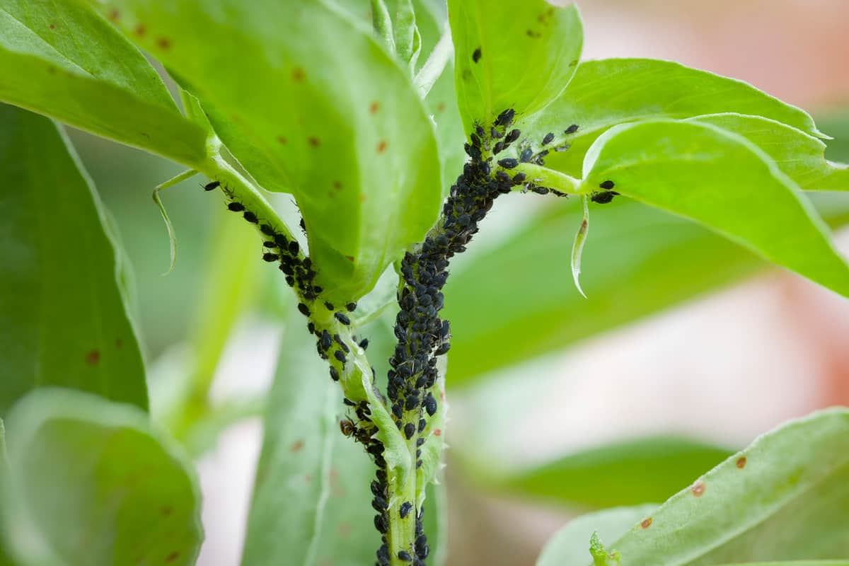 Aphids, black fly (black bean aphids, blackfly) on leaves of a broad bean plant