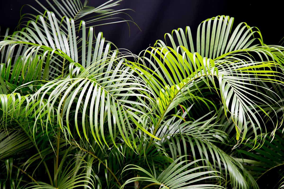Areca palm leaves with black background