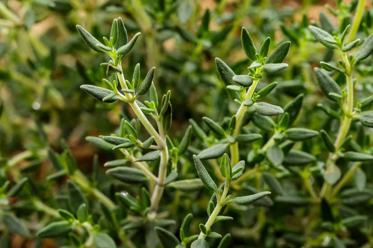 Aromatic thyme plant photographed in the garden