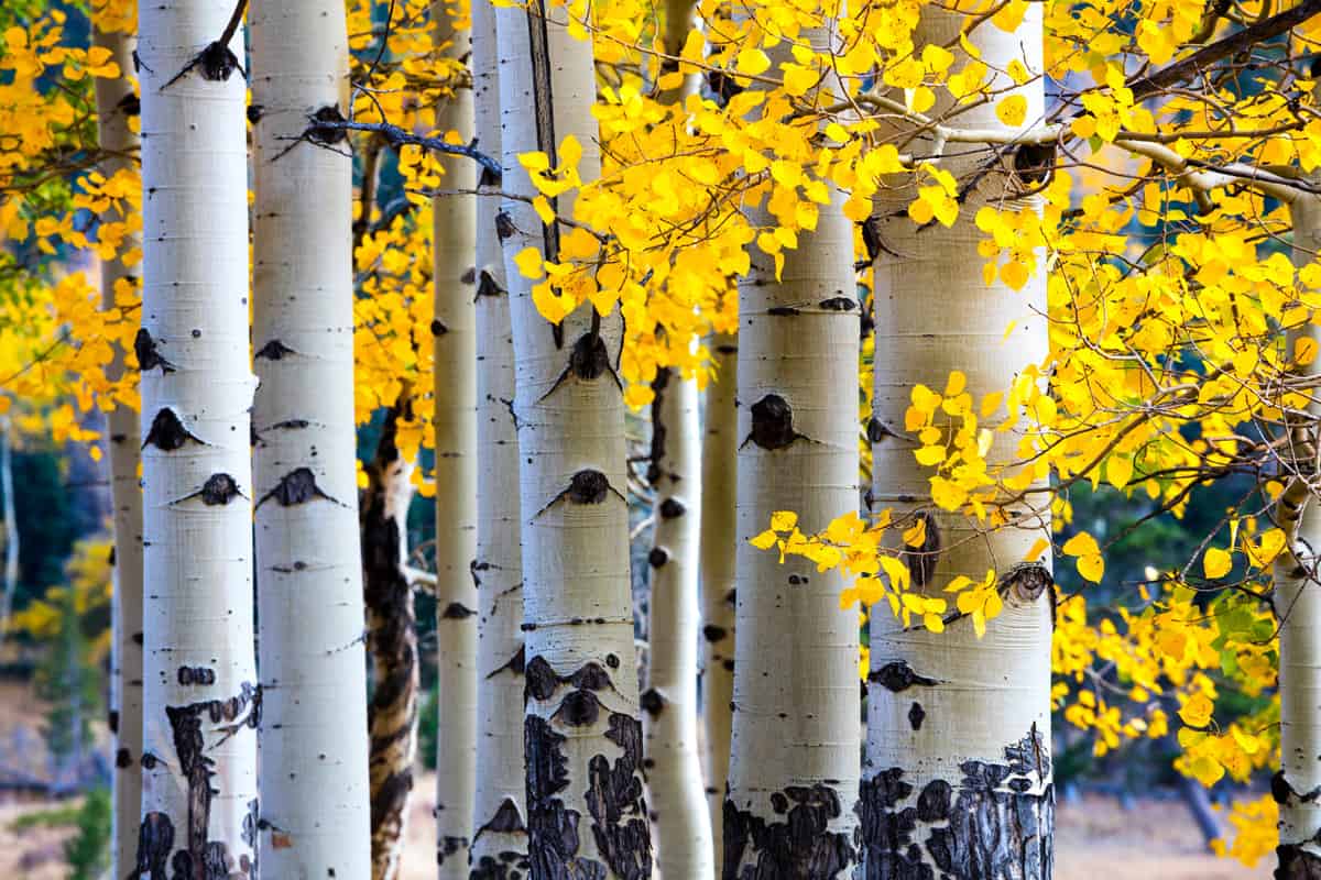 Aspen trees photographed in a National park