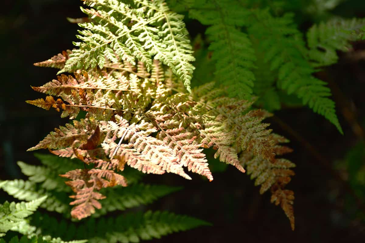 Autumn Fern Close Up Abstract