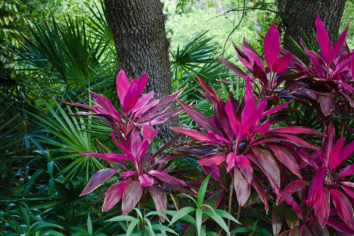 Brilliant red Ti plants (Cordyline) against deep green tropical foliage. A native plant from eastern Asia to Polynesia, the Ti plant is commonly found in Florida and Hawaii, as well.