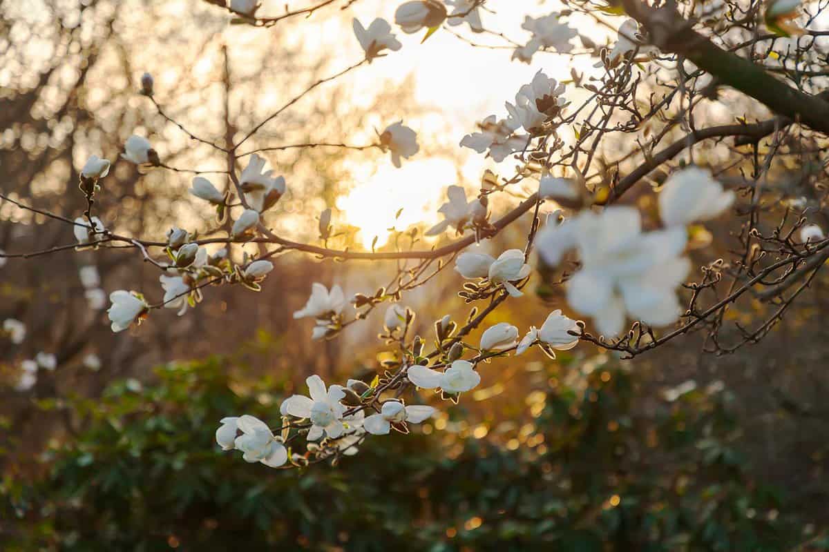 Backlit white magnolia in spring at sunset