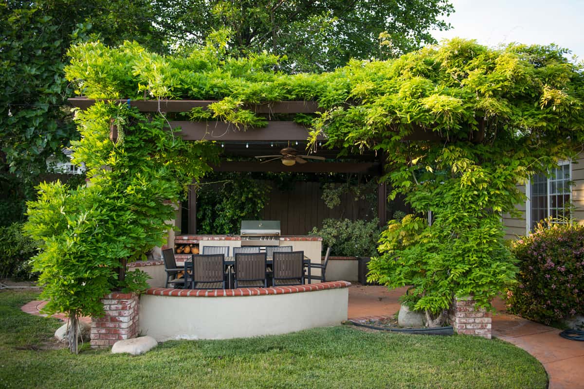 Backyard Pergola with climbing Wisteria vines. There is also an outdoor barbecue and table and chair set.