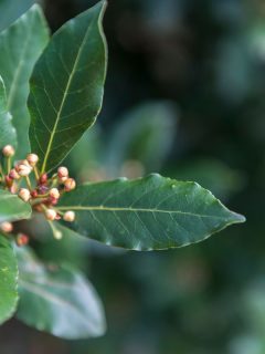 Bay leaf refers to the aromatic leaves of several plants used in cooking, Do Laurels Need Sun