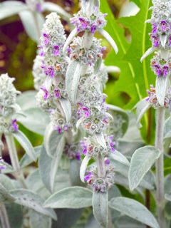 Beautiful Lamb's ear flower blooming gorgeously at the garden, Should Lambs Ear Be Cut Back In The Fall?