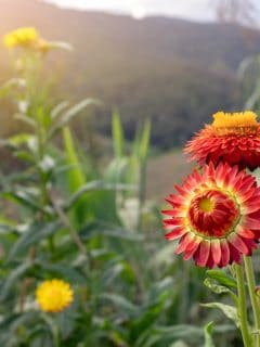 Beautiful blanket flower blooming in the mountain, Why Are My Blanket Flowers Dying?