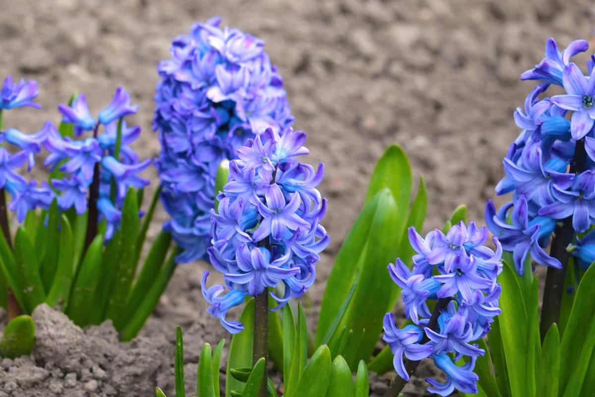 Beautiful blooming hyacinth in the park