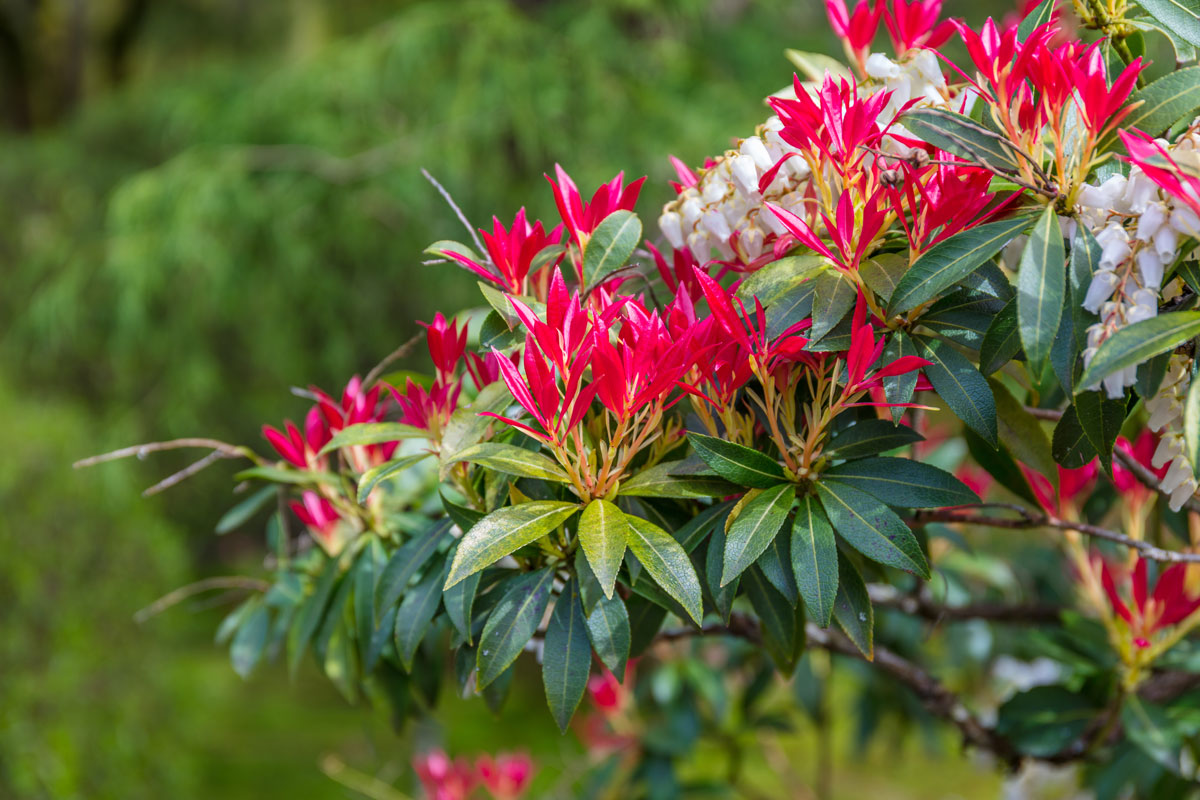 Beautiful blooming red forest flame plant in the garden