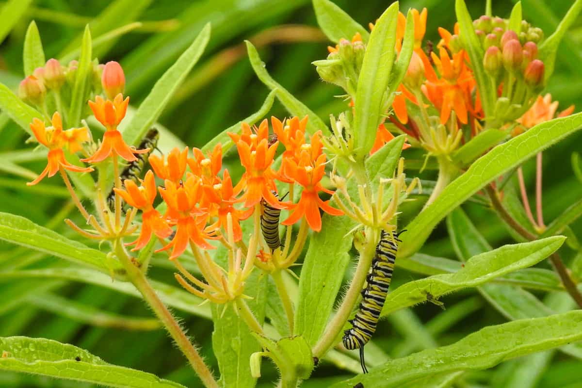 Beautiful butterfly weed blooming at a store