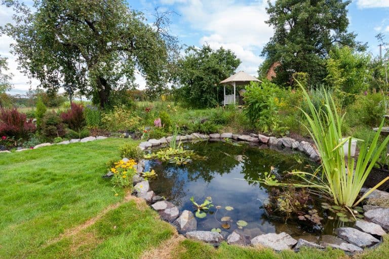 A beautiful designed garden fish pond with water-lily in a well cared backyard, What To Do With An Unwanted Pond? [7 Awesome Ideas!]