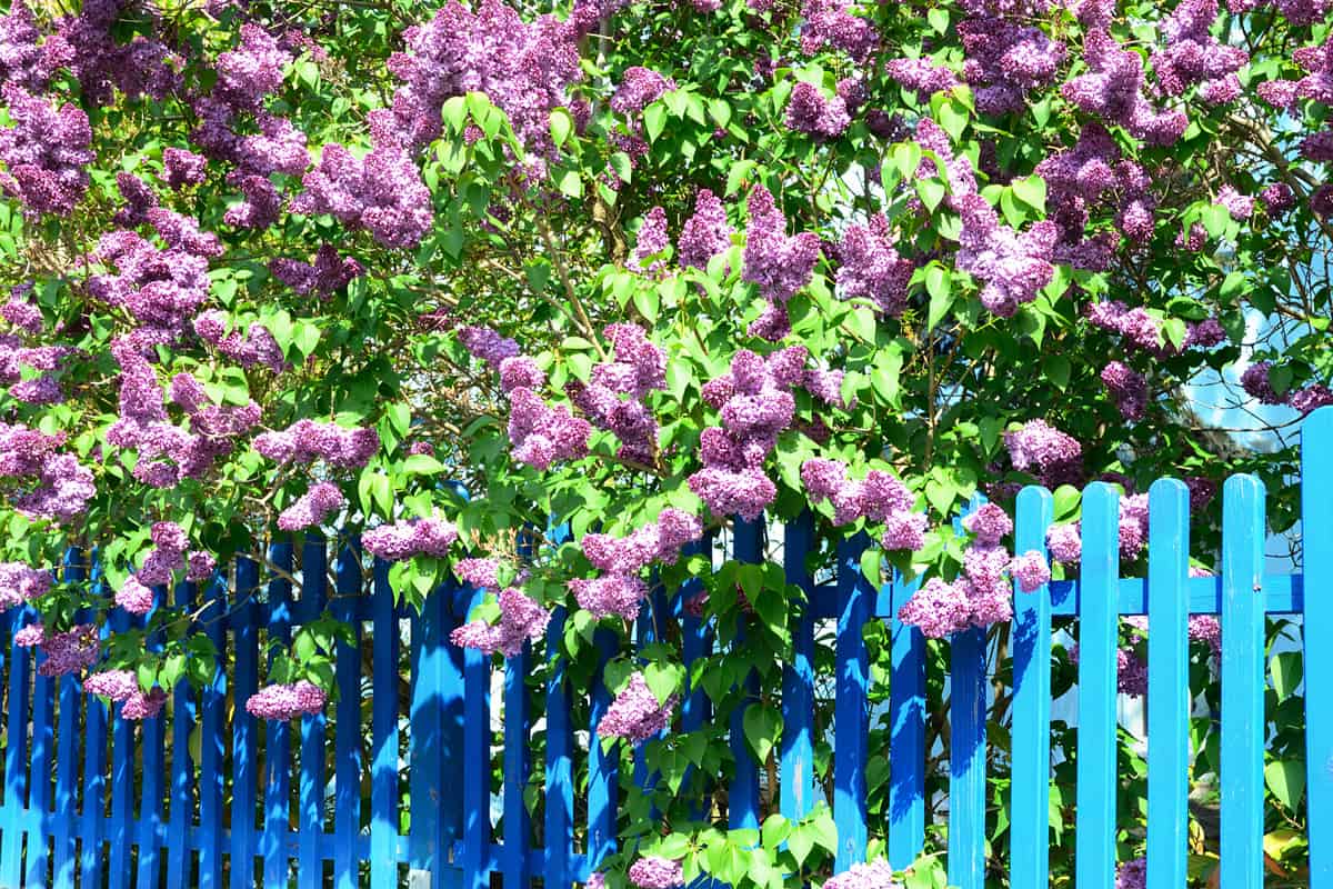 Beautiful flowering purple lilac bush at a fence