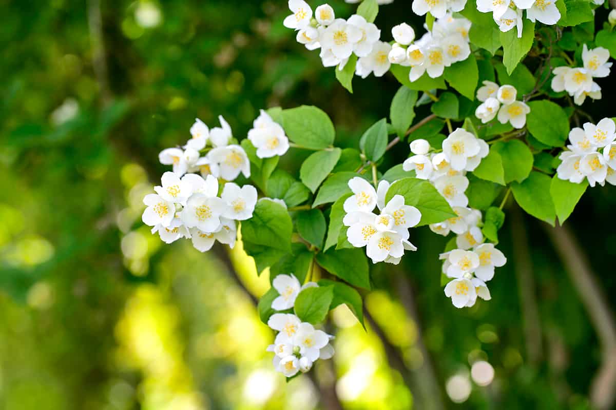 Beautiful jasmine blossom