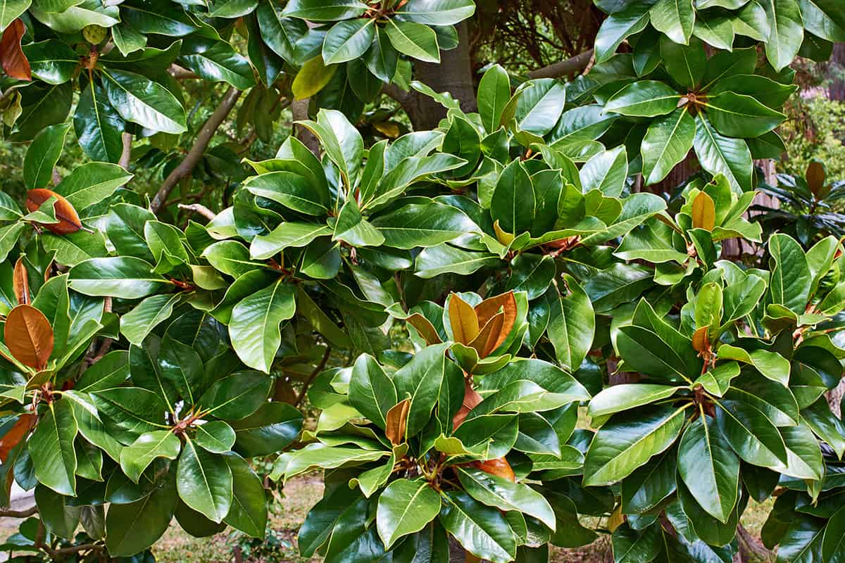 Beautiful magnolia leaves in a tropical park