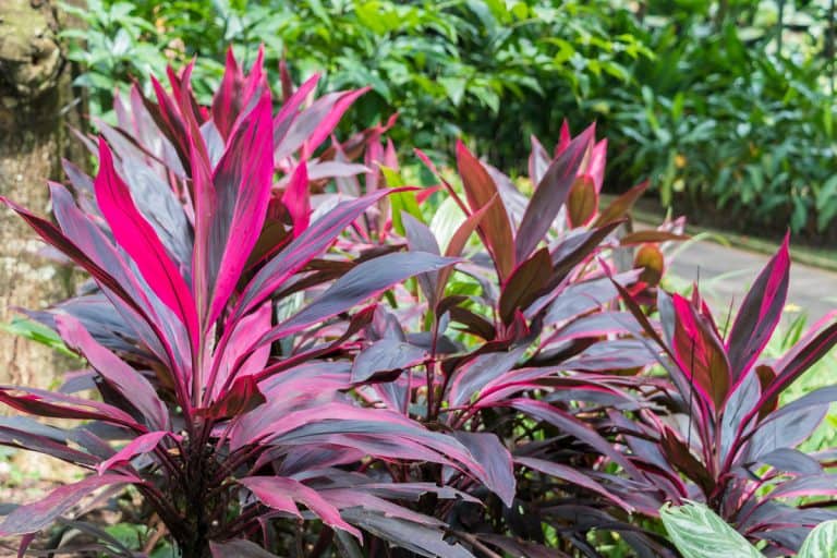 Beautiful pink and purple cordyline plants, Why Is My Cordyline Dying? [And How To Revive It]