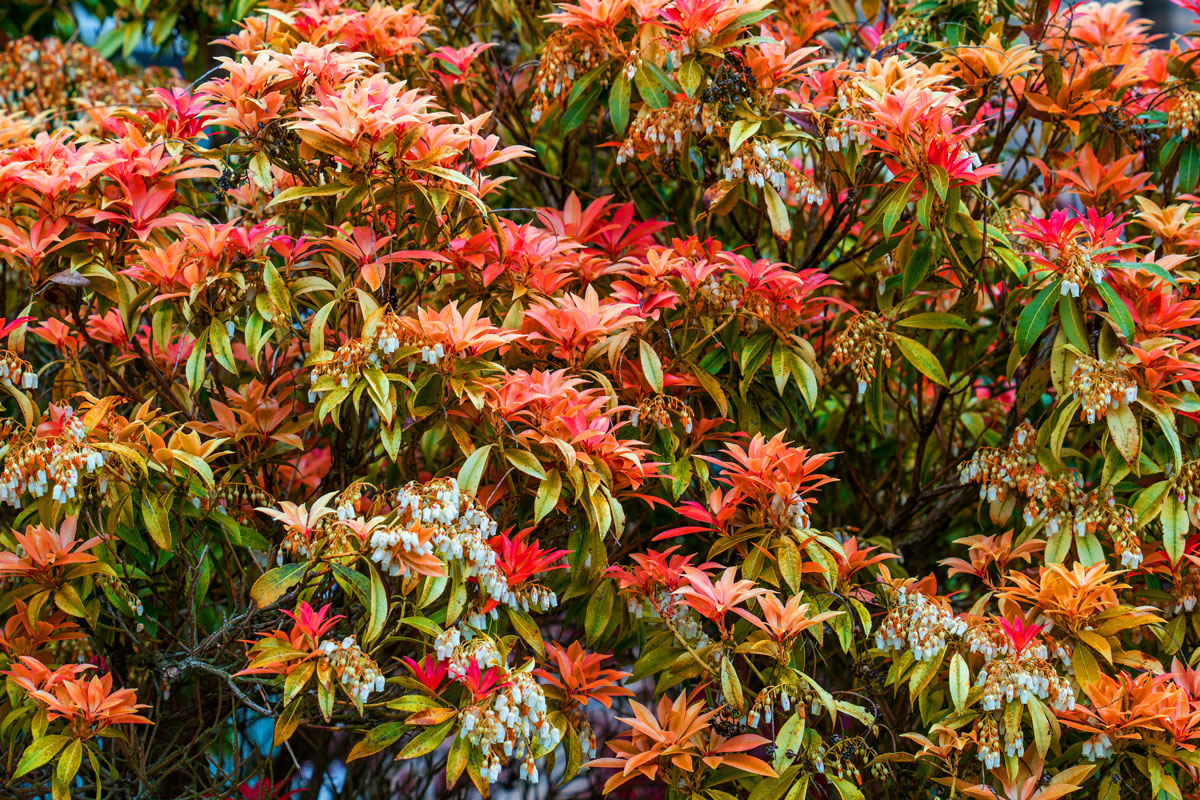 Beautiful red blooming Pieris japonica