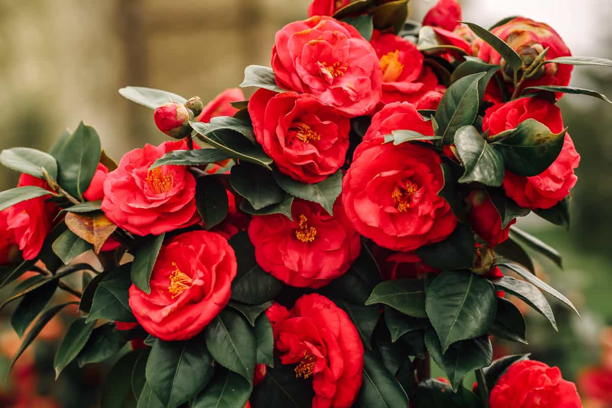 Beautiful red camellia flowers in full bloom with faded grunge effect