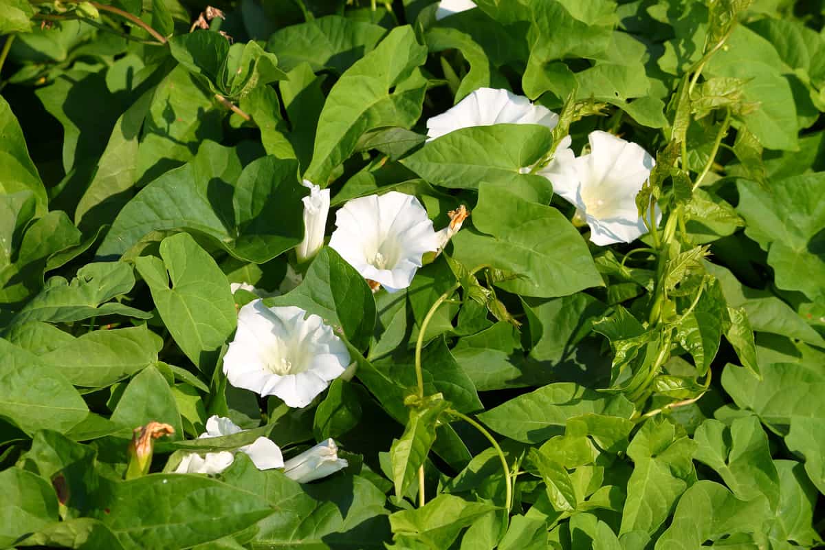 Beautiful white Morning Glory flowers at the garden