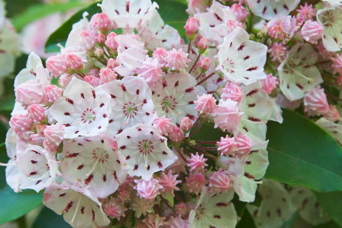 Beautiful white and pink dotted flower of a Laurel tree