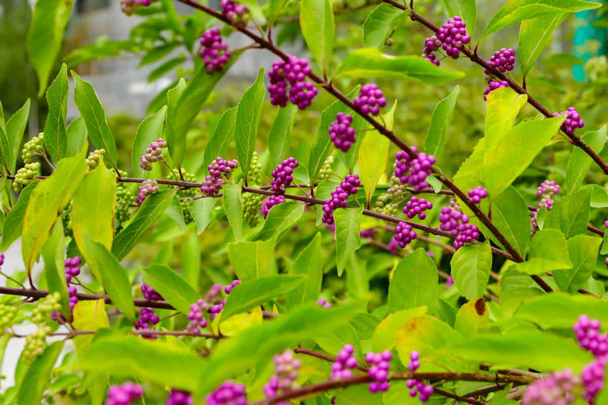 Beautyberry tree or American beautyberry (Callicarpa americana) transition of unripe green to ripe purple or Beautyberry Shrub with Purple berries