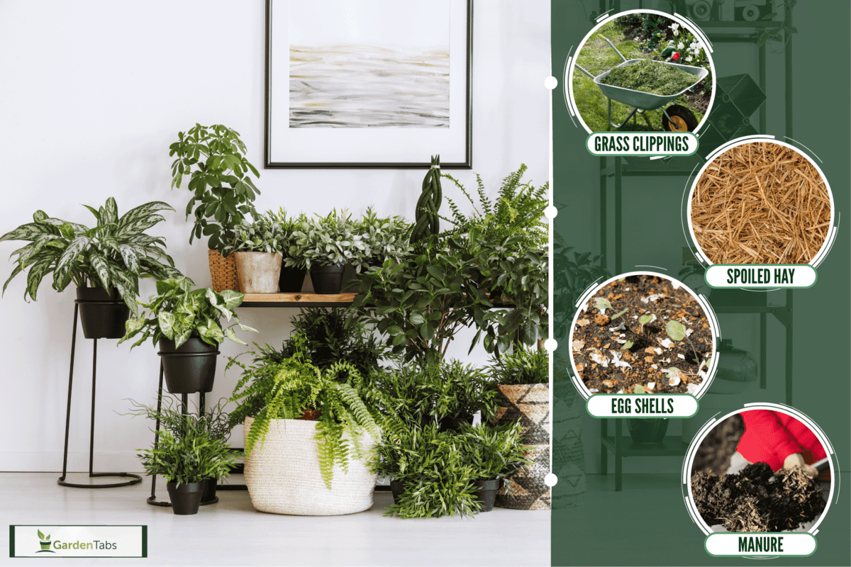 A corner full of indoor plants in a white living room, Best Indoor Compost For Plants [And How To Apply]