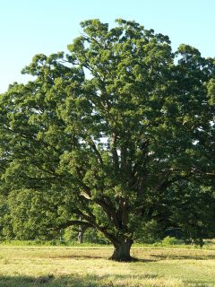 Big tree old white oak in a sunny clearing - How Old Is My Oak Tree