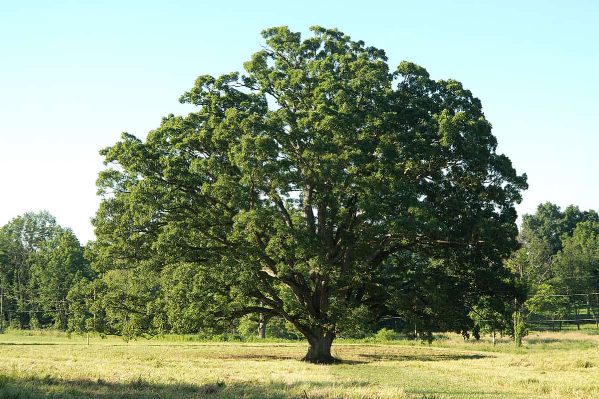 Big tree old white oak in a sunny clearing