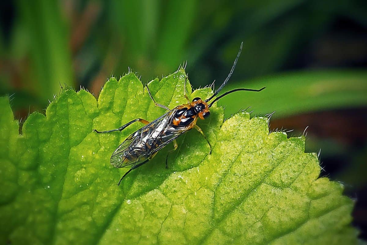 Black and yellow sawfly insect