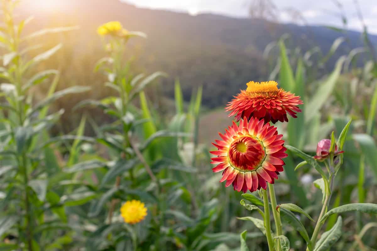 Blanket flower in the high high mountain