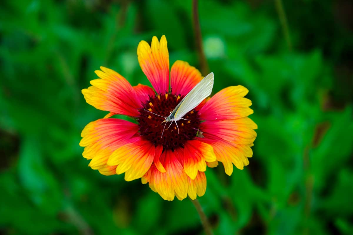 Blanket flower with a white butterfly