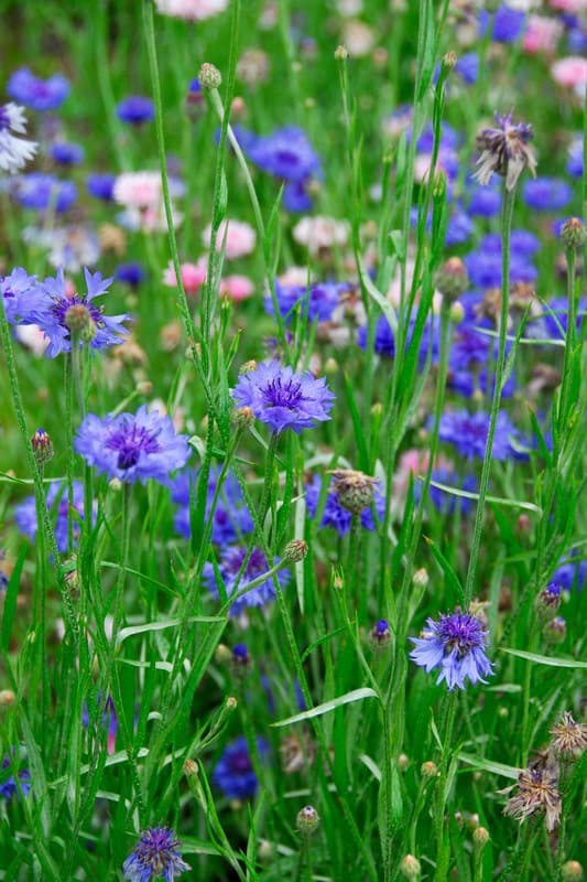 Blooming purple cornflowers at a small garden