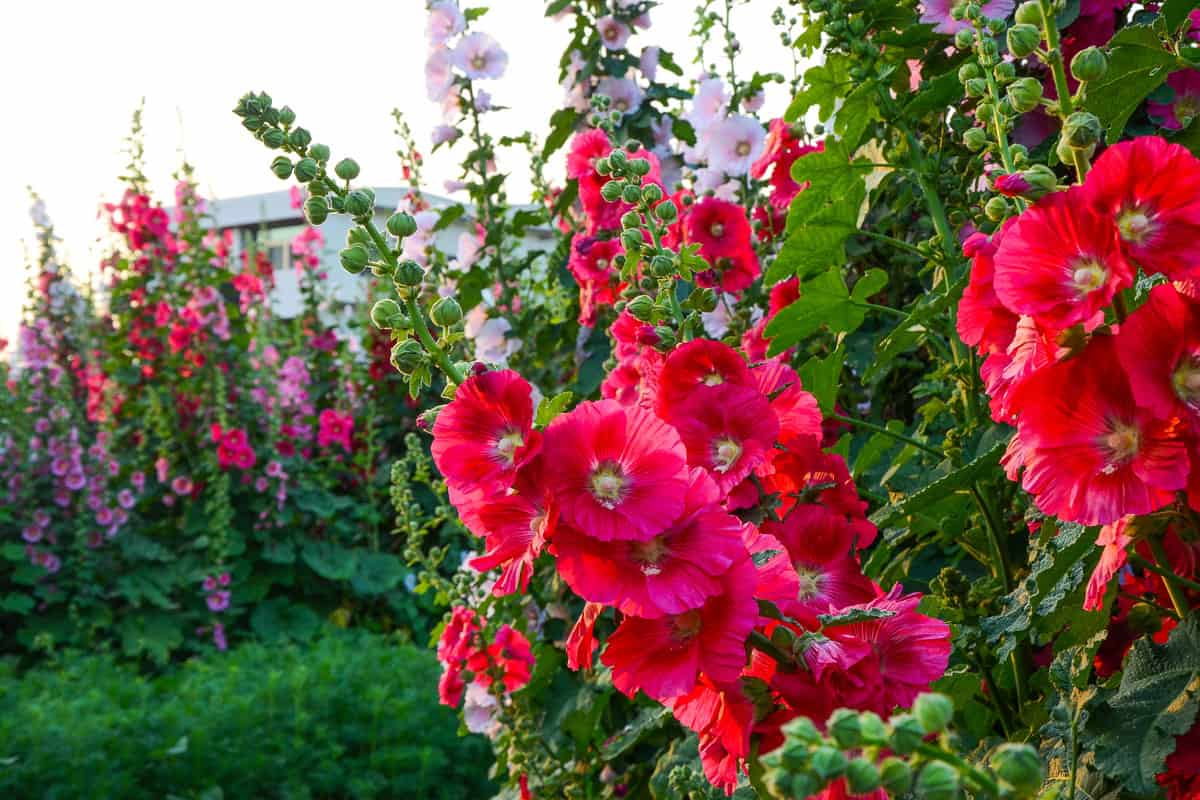 Blooming red hollyhock flowers at the garden