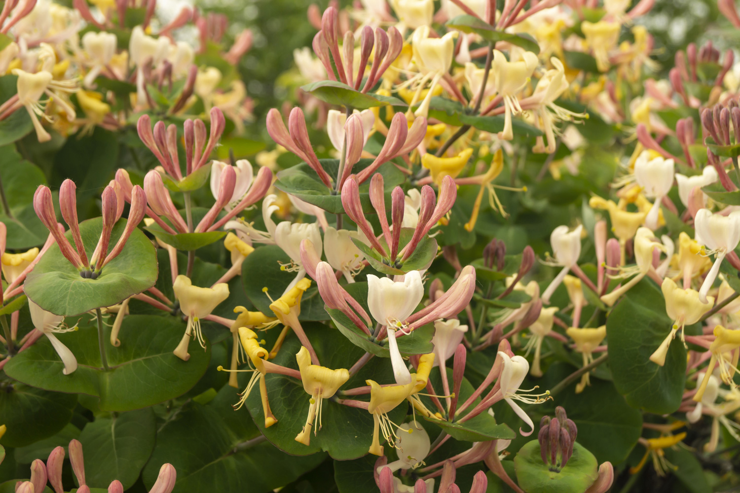 Blossom Lonicera on background green sheet at year solar day