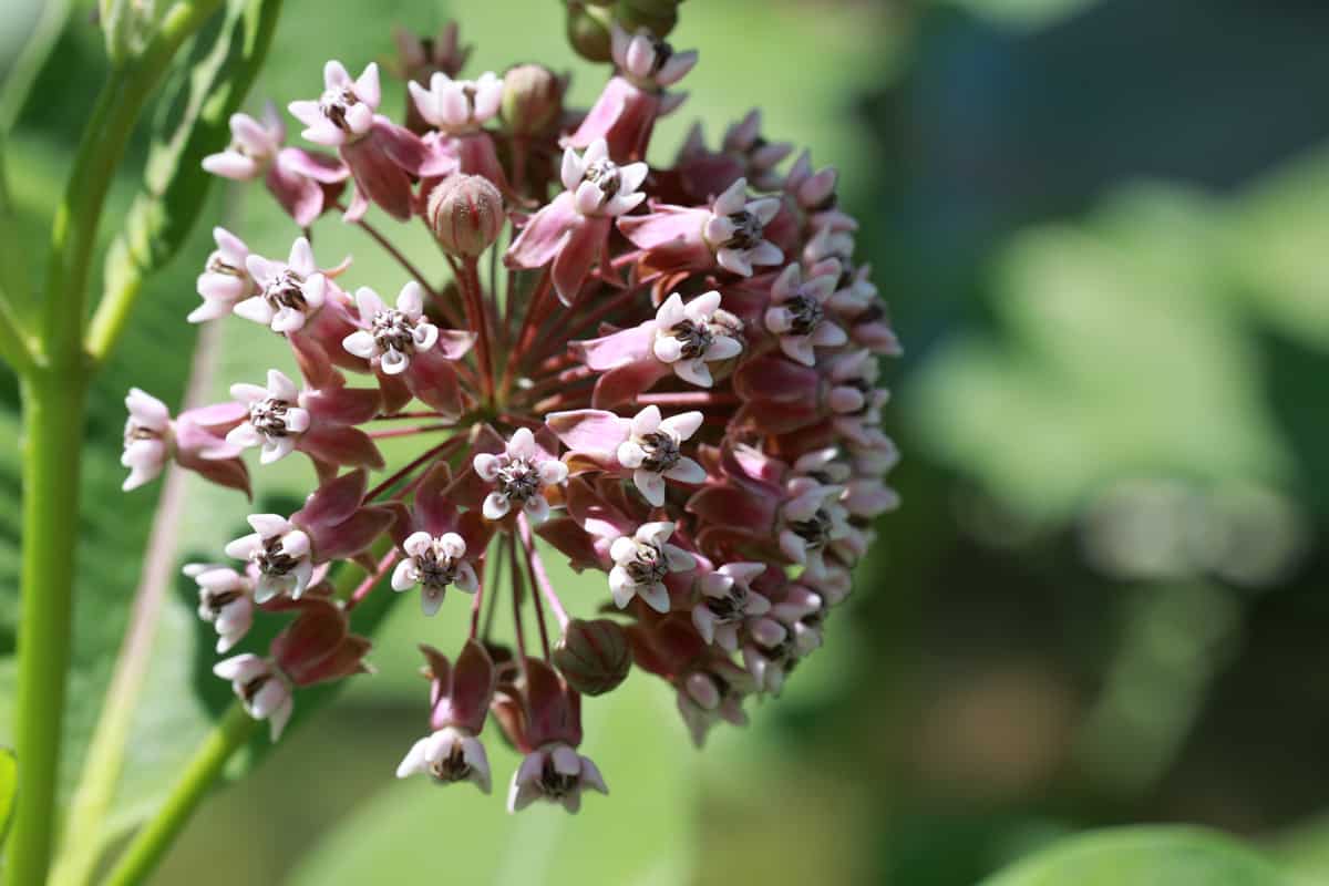 Blossom milkweed flower macro photography on a summer day. A garden flowering plant.