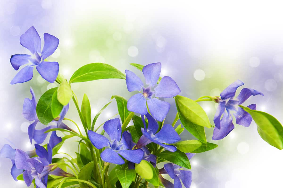 Blue Perwinkle flowers 