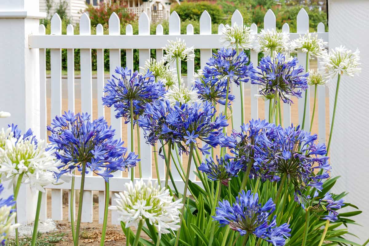 Blue and white Agapanthus flowers in front of a white fence of a front yard.