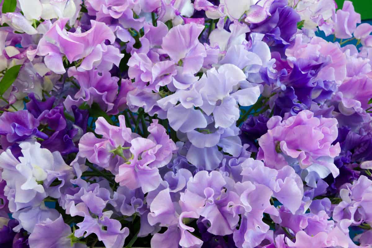 Blue shades of Spencer Sweet Peas