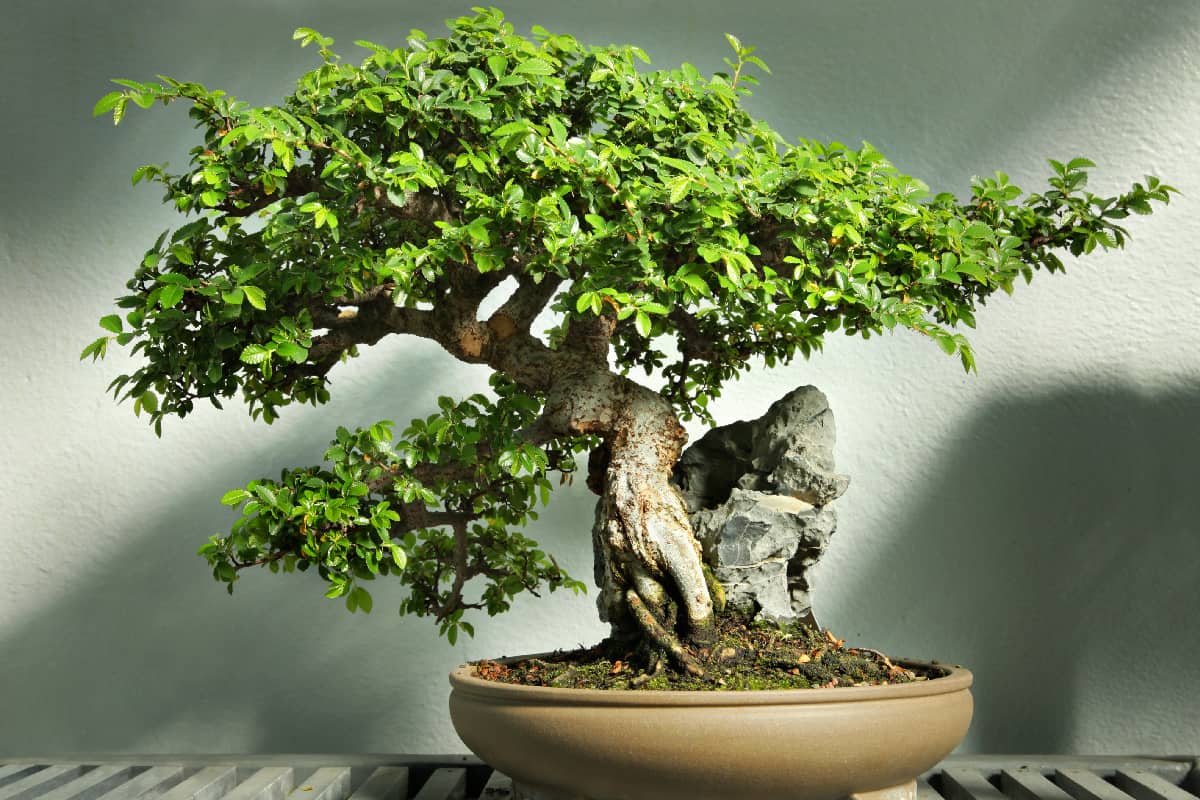 Bonsai tree in pot HDR